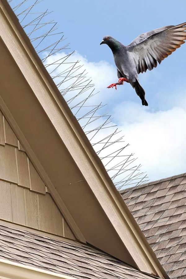 Bird and Pigeon Control Spikes in Bangalore
